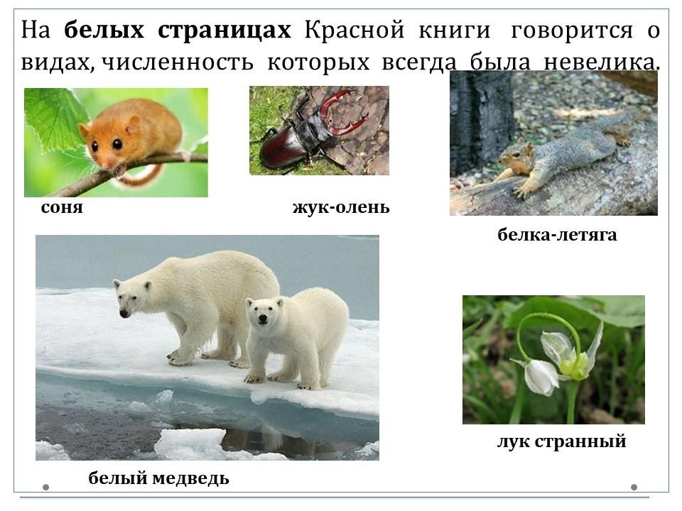 доклад про животных из красной книги 4 класс
