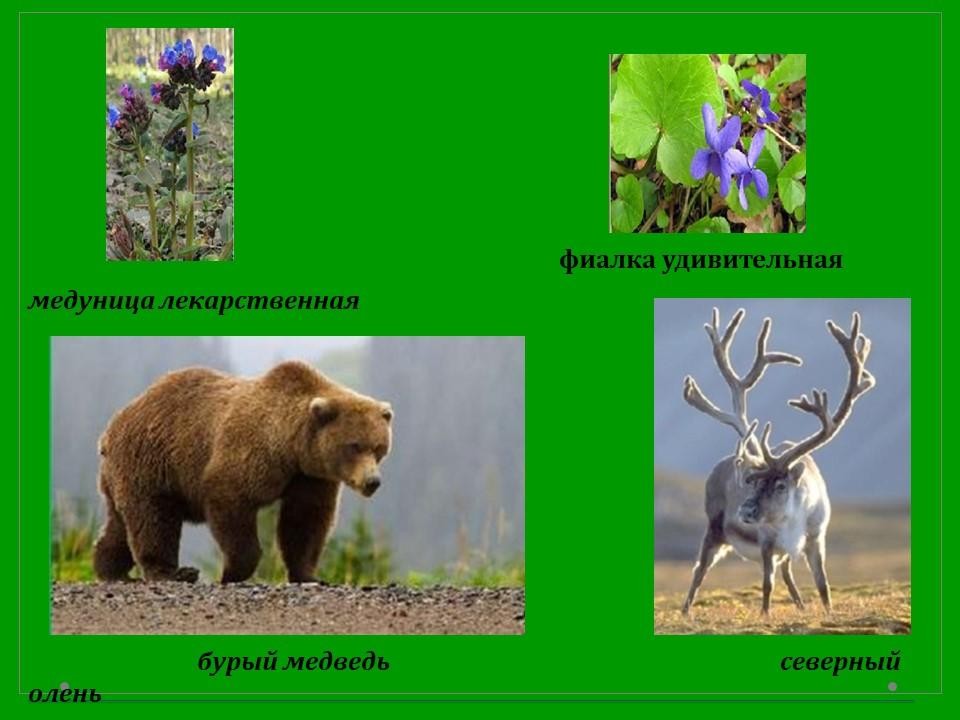 Международная Красная книга (4 класс) | Wikids