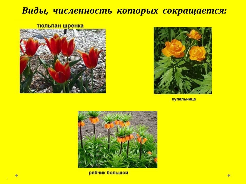 Международная Красная книга (4 класс) | Wikids