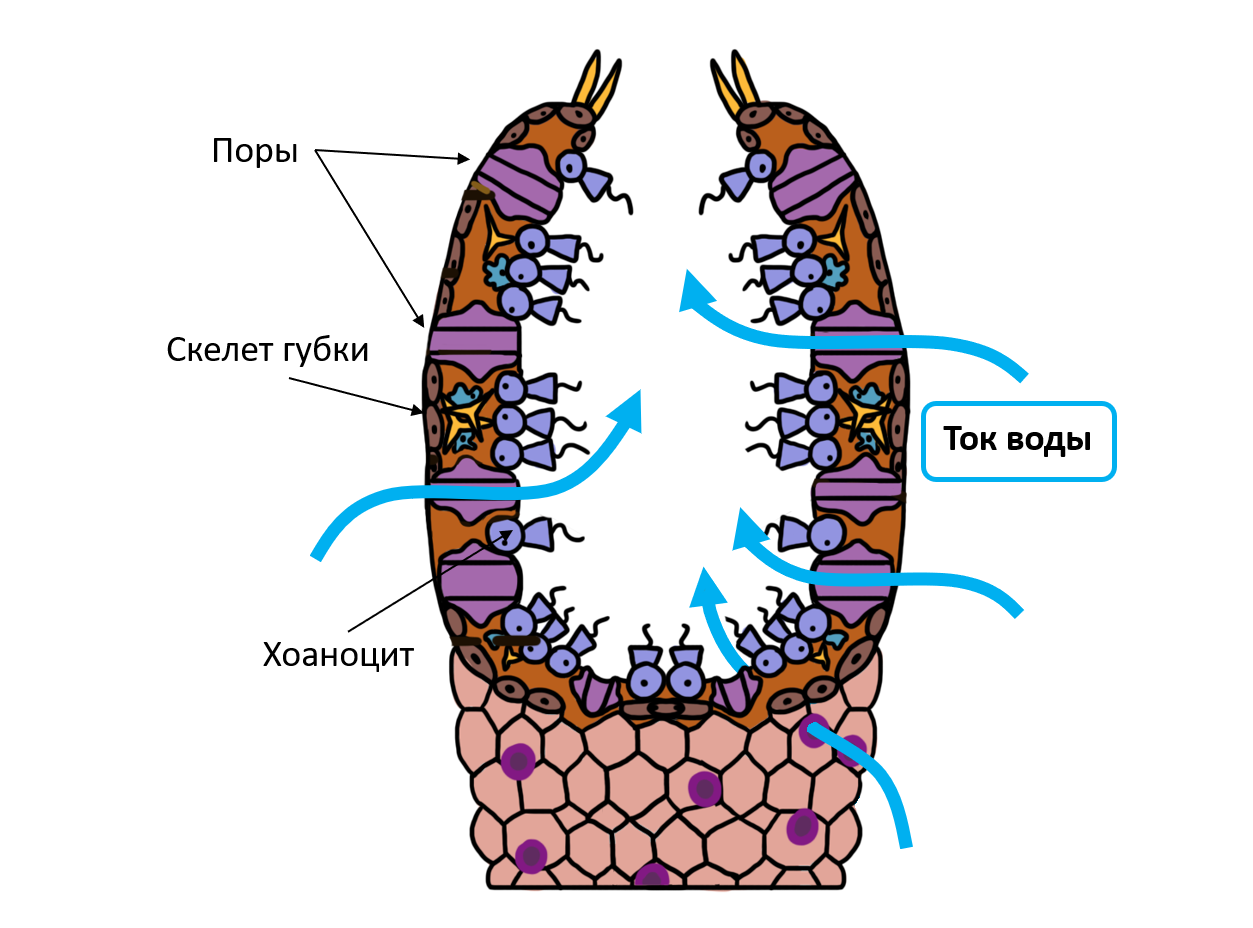 Получают пищу путем фильтрации. Строение губки. Хоаноциты у губок. Строение клеток губок.