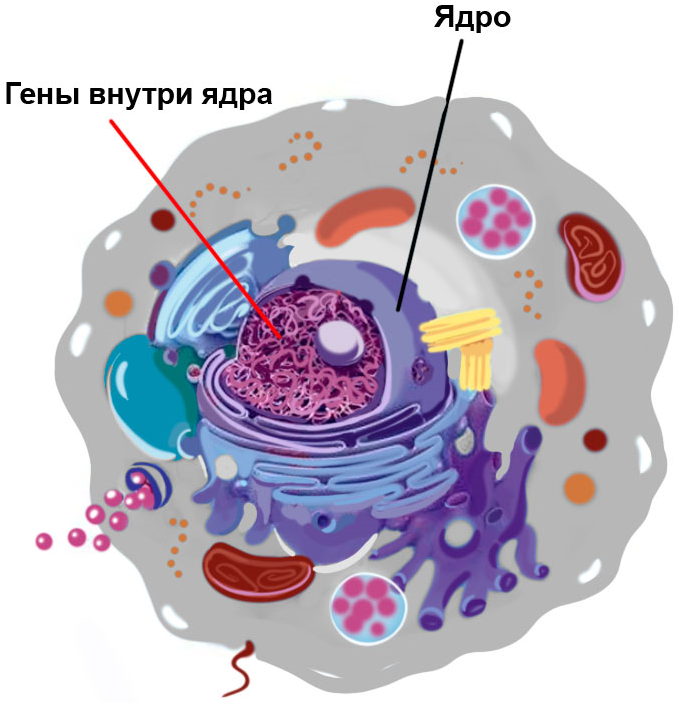 Клетки различных органов